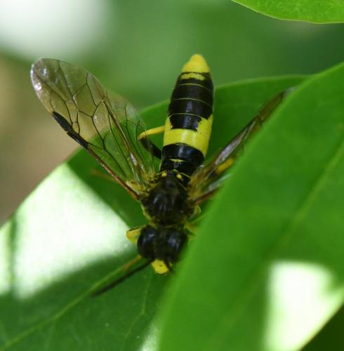 Tenthredo temula